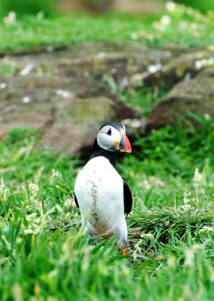 Standing Puffin