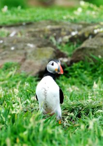 Standing Puffin photo
