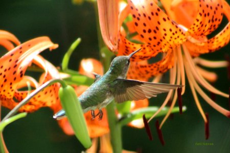 Hummingbird at tiger lilies