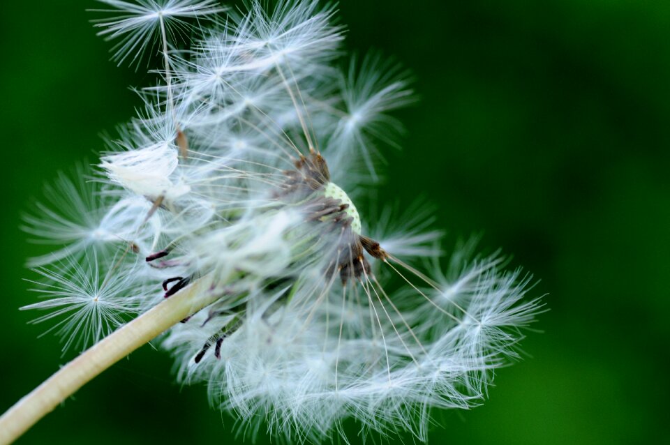Nature plant pointed flower