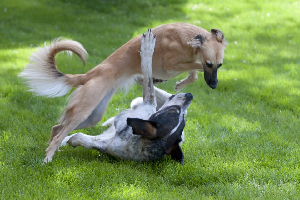 Playing dogs silken wind sprite longhaired whippet