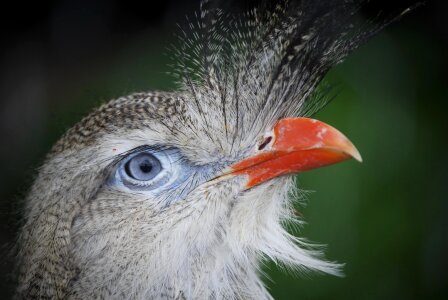 Bird head eye photo