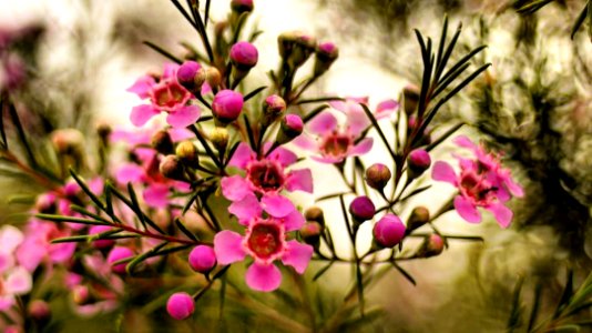 012 Belmont Flowers