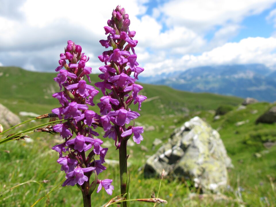 Mountain spring flowers