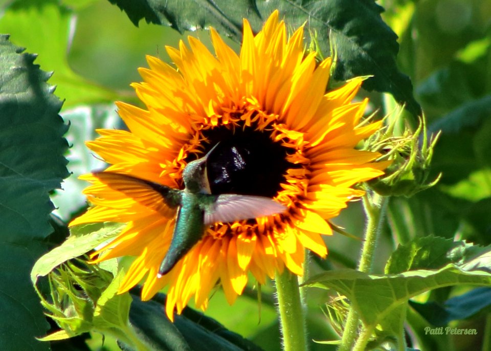 hummingbird at sunflower