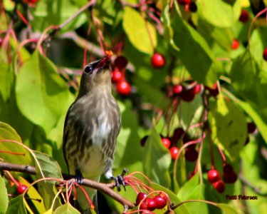 Cedar Waxwing photo