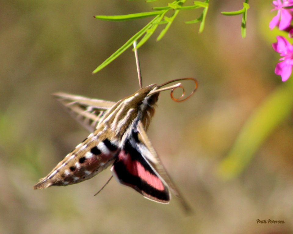 White-lined Sphinx Moth
