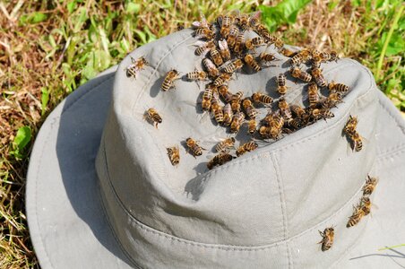 Honey bees apis bee in the approach