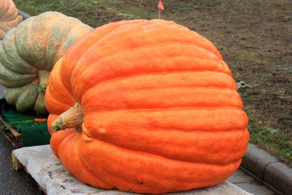 Harvest orange autumn