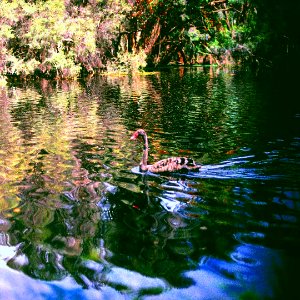 018 Hyde Park Swan