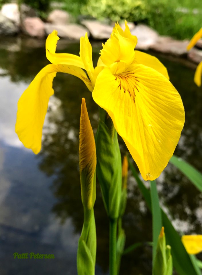 Siberian Iris