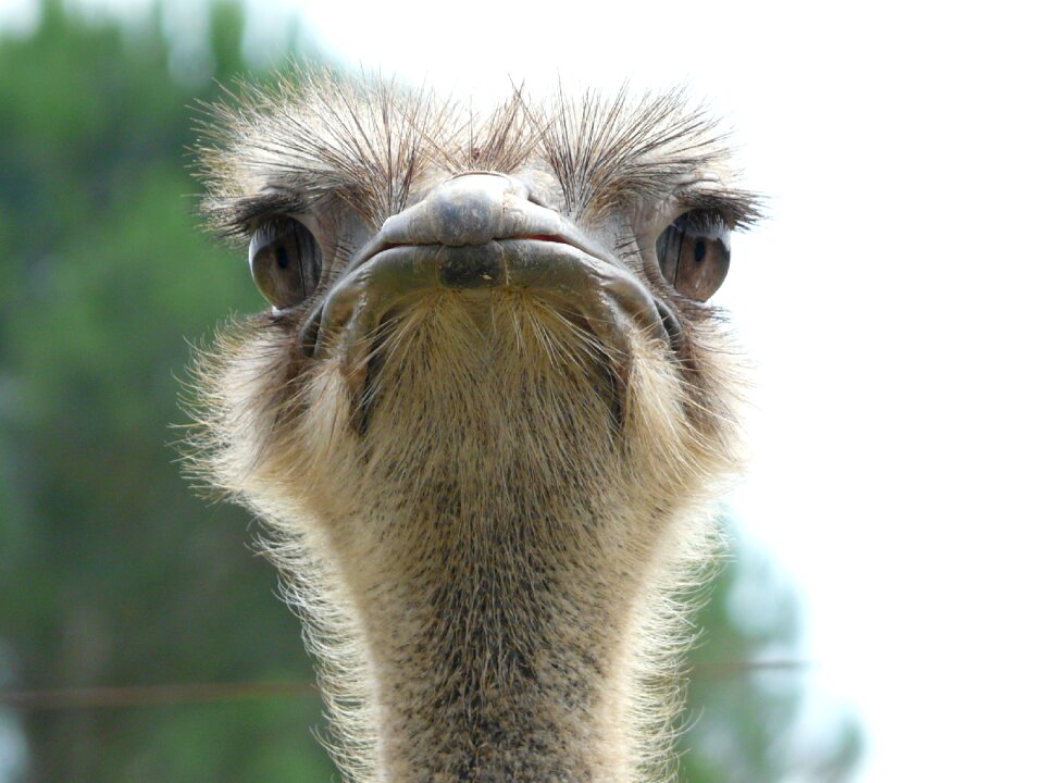Ostrich animal world look