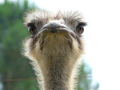 Ostrich animal world look