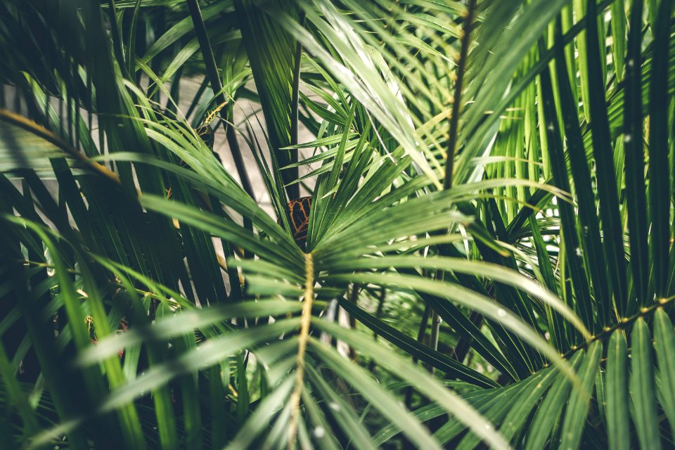 Creative tropical green leaves layout. Tropical palm background.