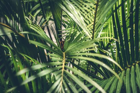 Creative tropical green leaves layout. Tropical palm background. photo