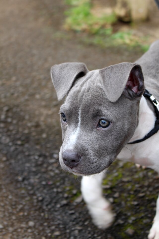 Pet cute gray dog