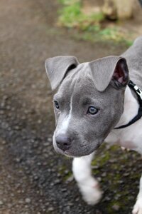 Pet cute gray dog photo