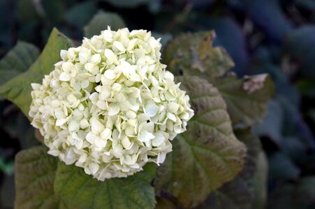 Hydrangea special green flowers