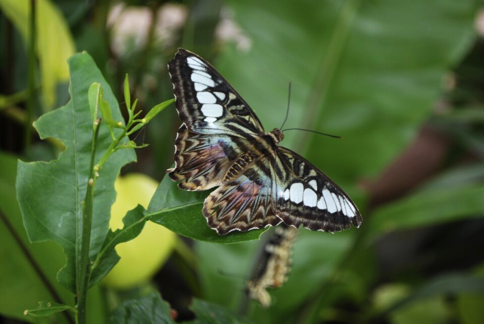 Butterfly leaf wings