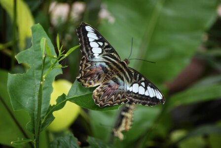 Butterfly leaf wings