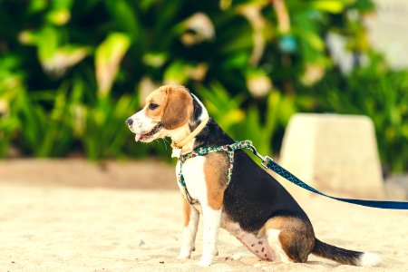 Cute female beagle dog on the beach of Bali island, Indonesia.