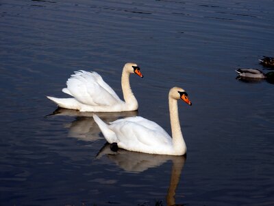 Two water fowl