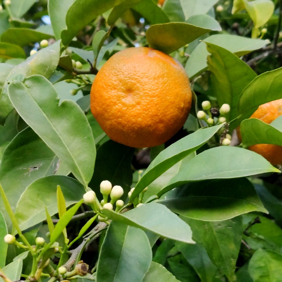 Orange fruit and blossom