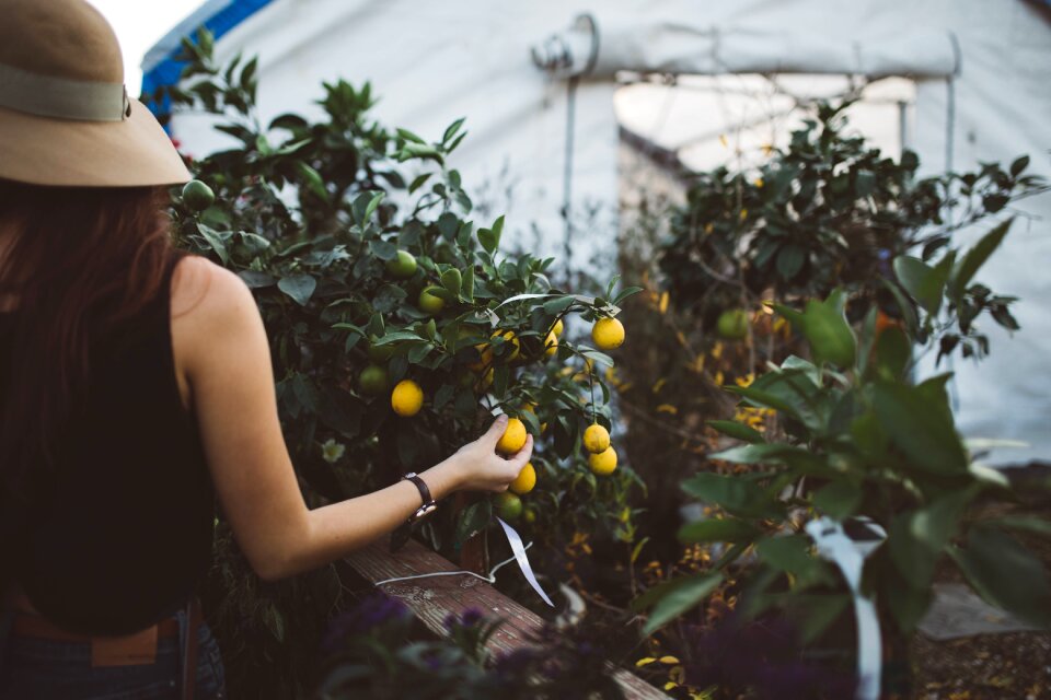 Female plant agriculture