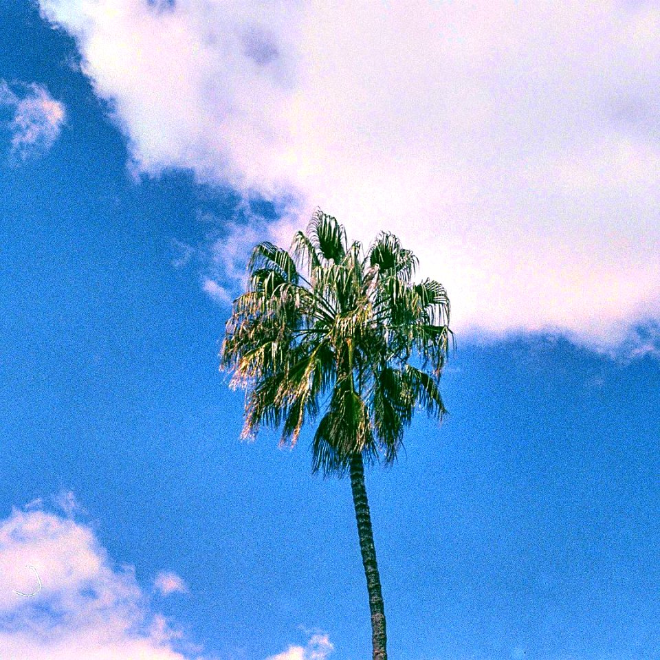 017 Hyde Park Palm