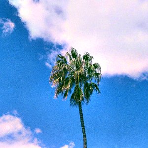 017 Hyde Park Palm