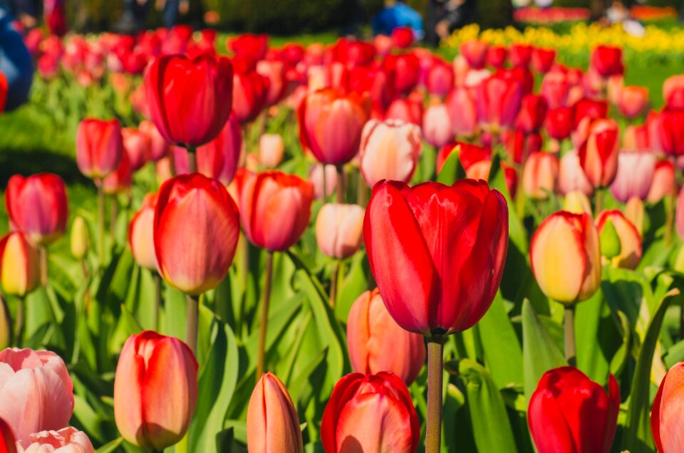 Flowers blossoms petals