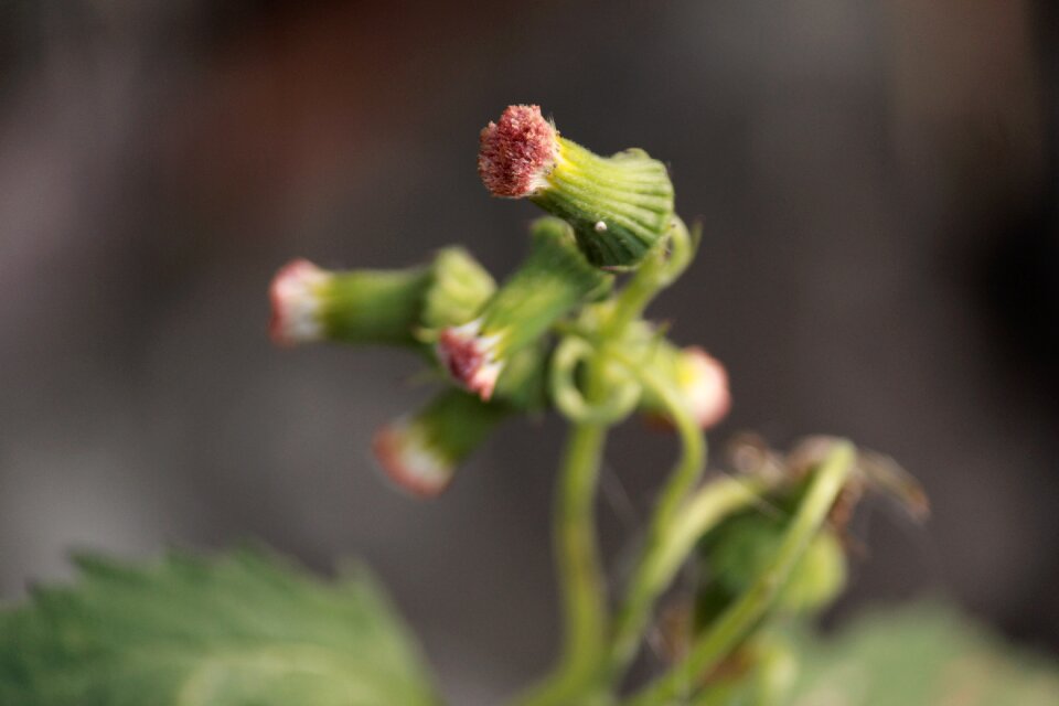 Growth small flower leaf