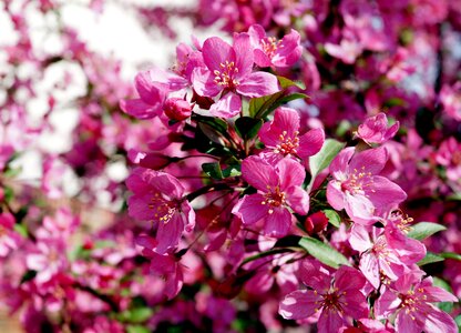 Natural pink pink spring photo