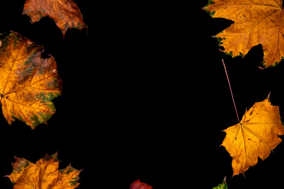 Autumn leaves on a black background