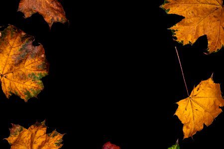 Autumn leaves on a black background photo