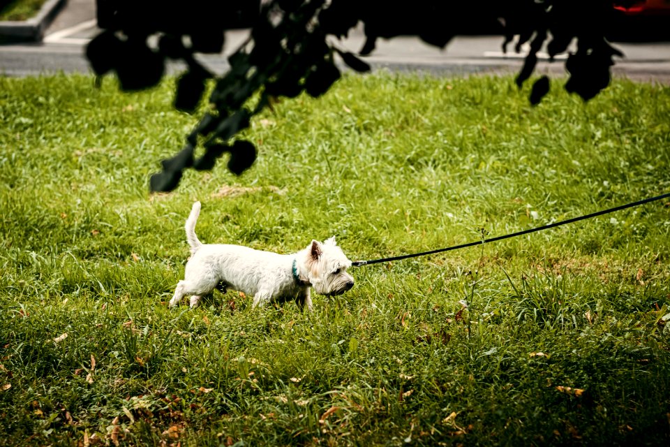 Cute dog in the park