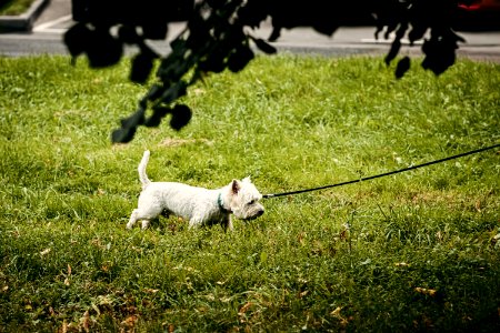 Cute dog in the park photo