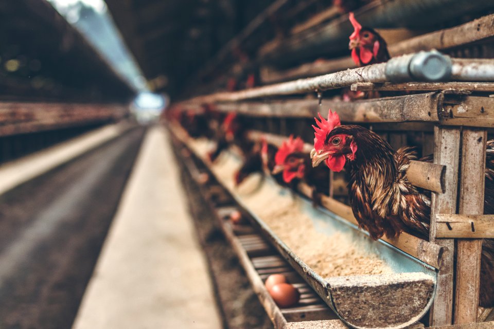 Chickens in the cage on chicken farm. Chicken eggs farm. photo