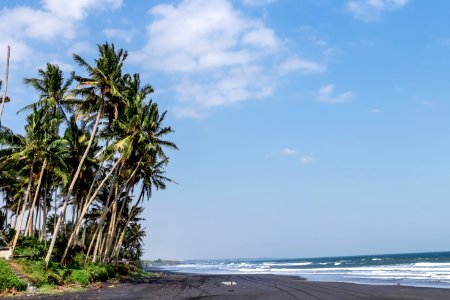 Landscape of black sand beach with beautiful palms. Bali island.