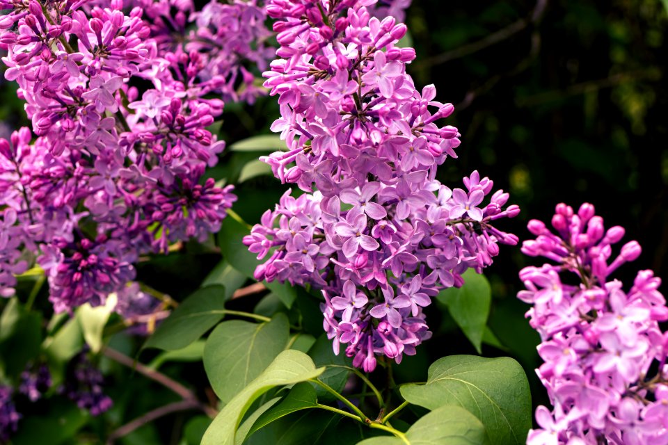 Purple flowers close up