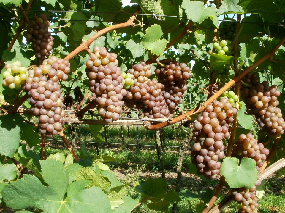 Wine winery harvest