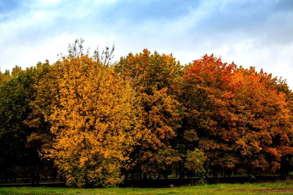 Autumn park, fall in Moscow