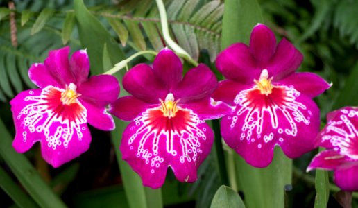 Kew Orchids March 2018 024
