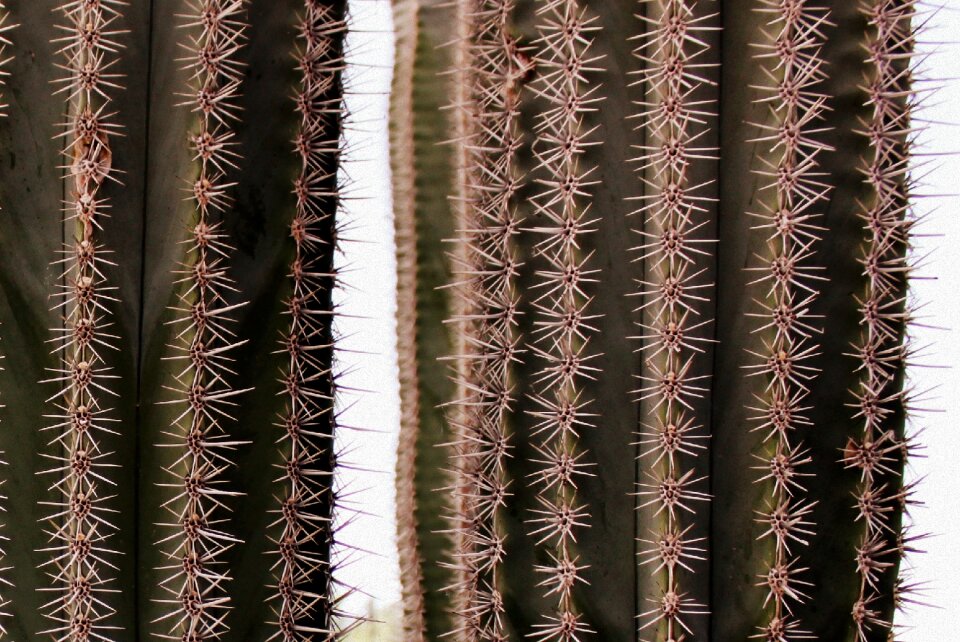 Desert plant sting pointed