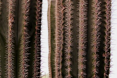 Desert plant sting pointed