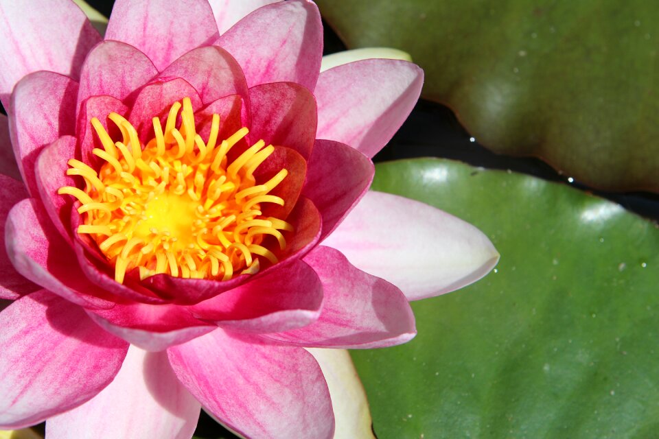 Water flower flowers nature