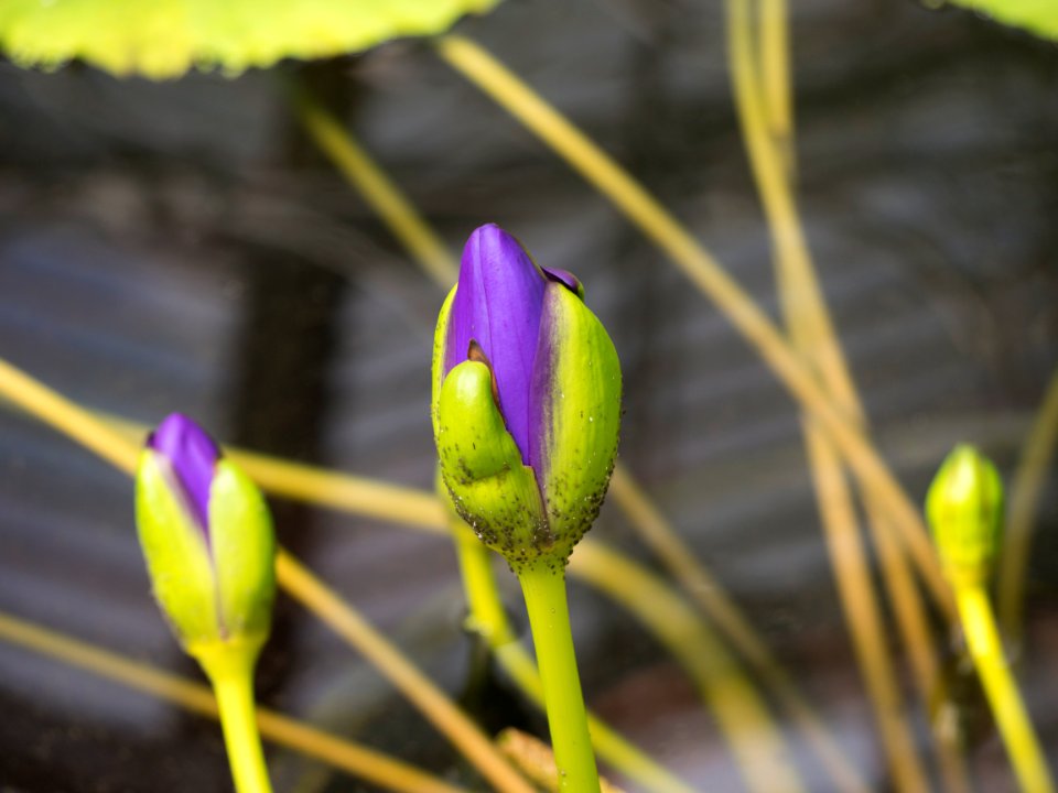 Kew Gardens 7 July 2018 003