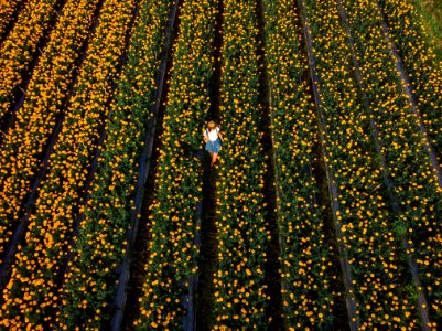 Aerial view of woman on a marigold field. Bali island. photo