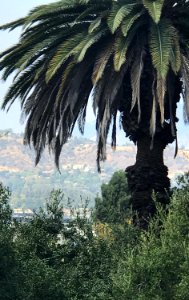 Palm and Hills