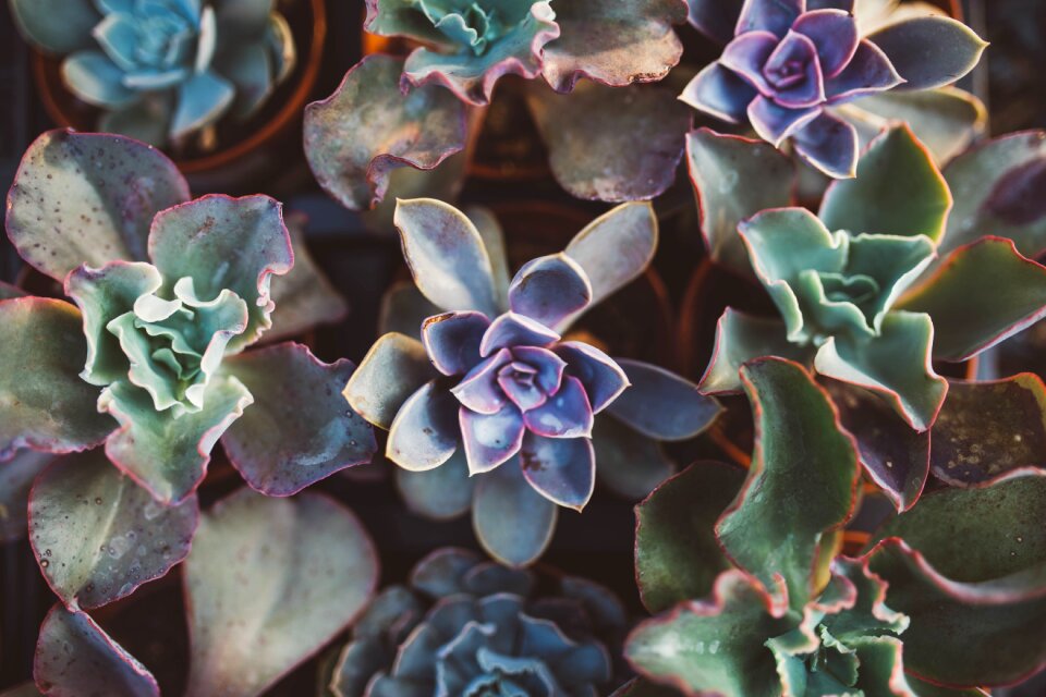 Botanical decoration pot
